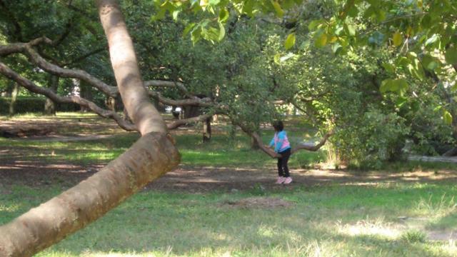Girl playing on branch