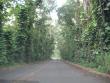 Tree Tunnel Road (yes, that's what it's called) to Po'ipu