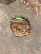 Toad in a Hole!